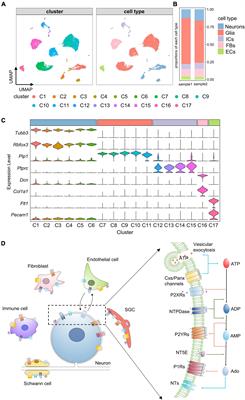 Single-cell RNA sequencing reveals distinct transcriptional features of the purinergic signaling in mouse trigeminal ganglion